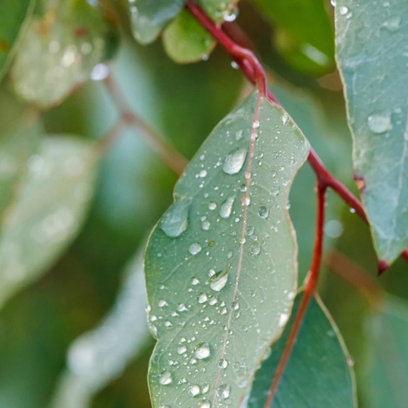 Eucalyptus Rain Long-Lasting Scented Jar Candle (14 oz) • High Intensity - Picture 10 of 10
